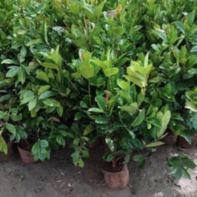 Cây cherry Brazil choai cao 80-90 cm (ảnh chụp thật tại vườn)