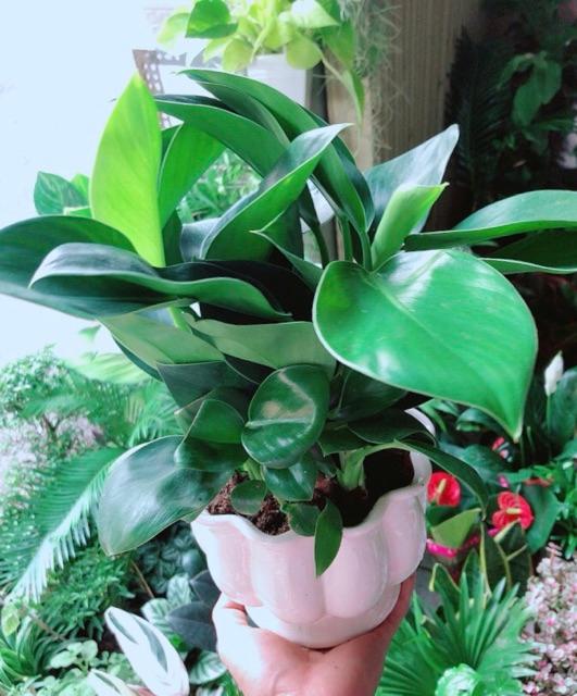 Chậu Trầu Bà Đế Vương Xanh