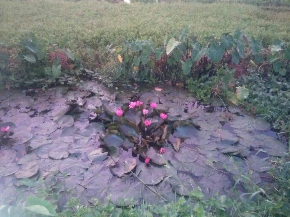 độc phi thần y quá kiêu ngạo chapter 82 55