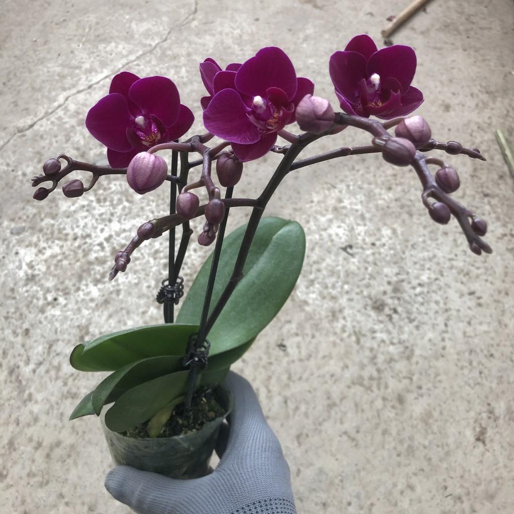 Cây hoa lan hồ điệp, chiều cao 30-35cm, hoa nở cực đẹp chơi cực bền sức sống khỏe thích hợp trang trí phòng khách