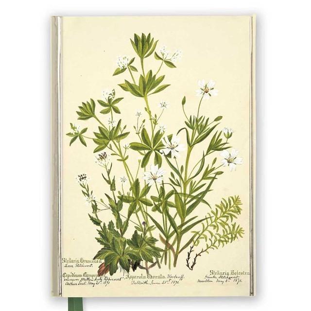 NB - Charlotte Cowan Pearson: Stitchworts, Woodruff And Pepperwort