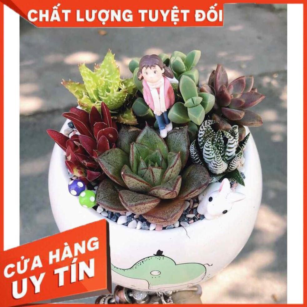 Chậu sen đá tiểu cảnh Nhiều Người Mua