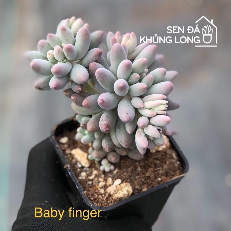 sen đá baby finger - pachyphytum baby finger