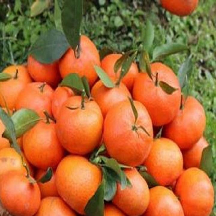 CÂY CAM ĐƯỜNG CANH