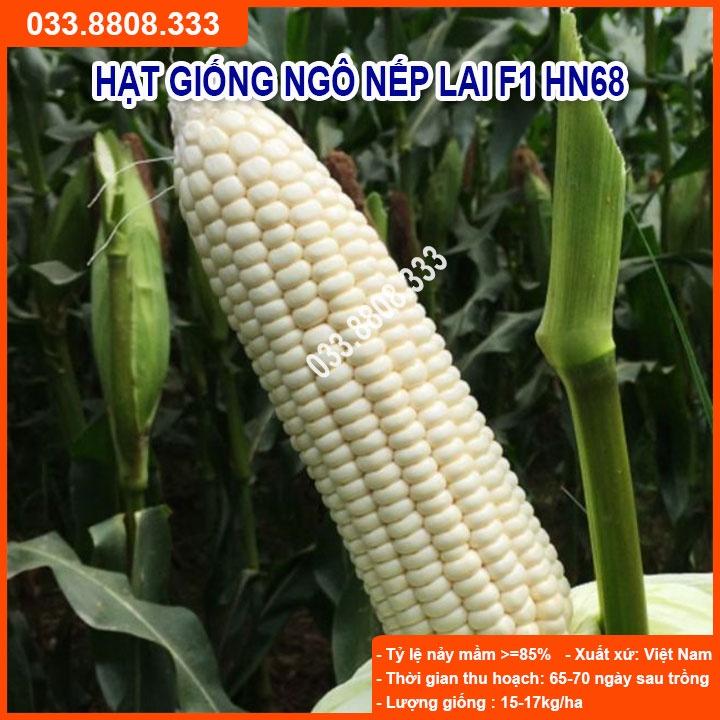Hạt Giống Ngô Nếp Dẻo Thơm Ngon Đều Hạt HN68 500gram