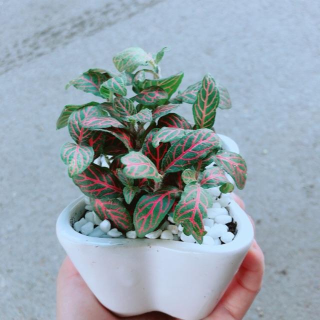 Chậu Cẩm Nhung Đỏ
