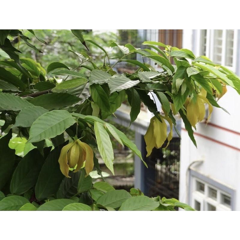 Cây hoa dẻ rừng cao 60-70cm