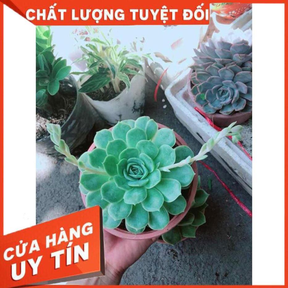 Sen Đá Xanh Nhiều Người Mua