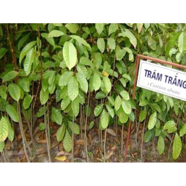 Cây giống TRÁM TRẮNG ghép - Cây giống chuẩn F1