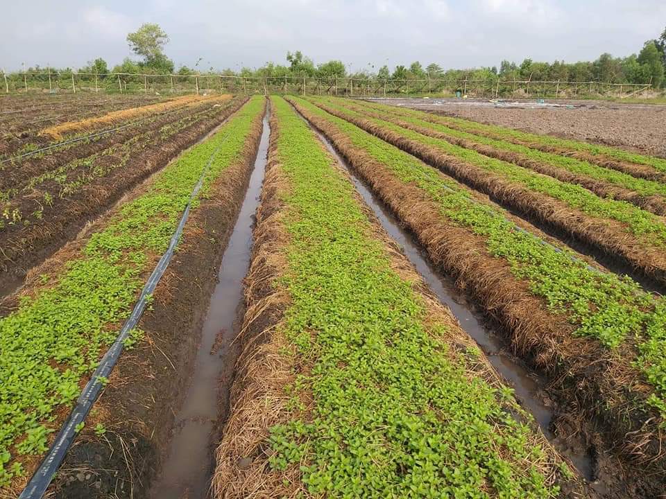 Tinh dầu Bạc hà chai 01Lít Mộc Mây - tinh dầu nguyên chất từ thiên nhiên - Có kiểm định - Chất lượng và mùi hương vượt trội