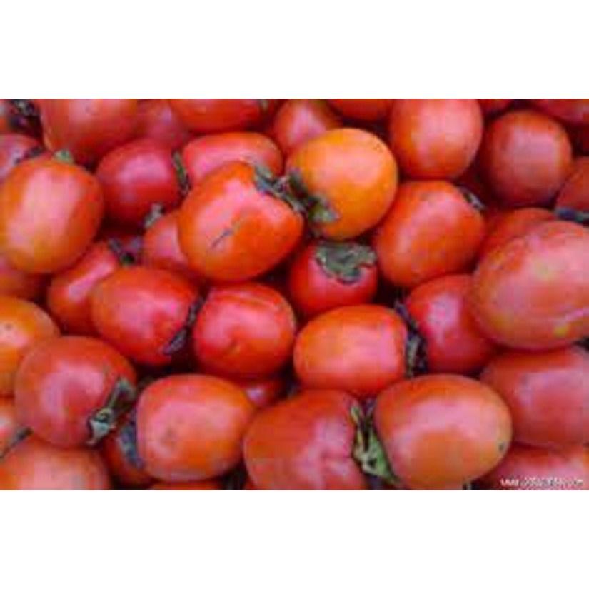 CÂY GIỐNG HỒNG QUẢ ĐỎ SIÊU NGON SIÊU QUẢ- CAM KÊT GIỐNG CHUẨN F1