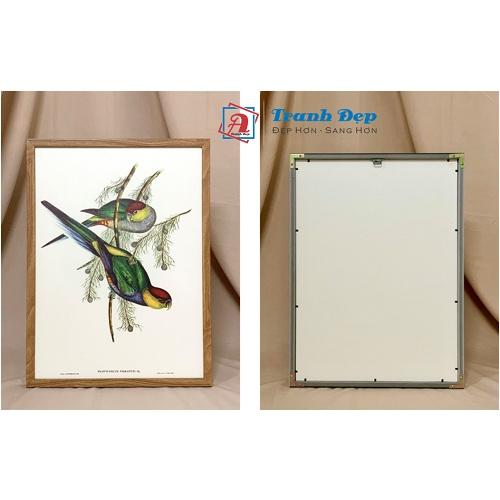 Tranh canvas vintage - Chim di (Poephila leucotis) - BVT-80