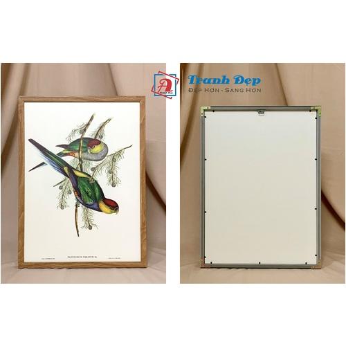 Tranh canvas vintage - Chim ăn mật sông Swan - BVT-7