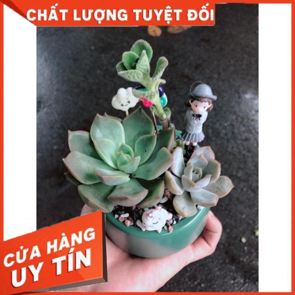 Chậu sen đá tiểu cảnh 3