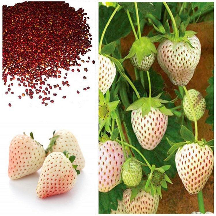 Dâu Tây Trắng Siêu Trái