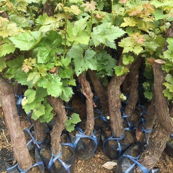 CÂY GIỐNG NHO XANH.