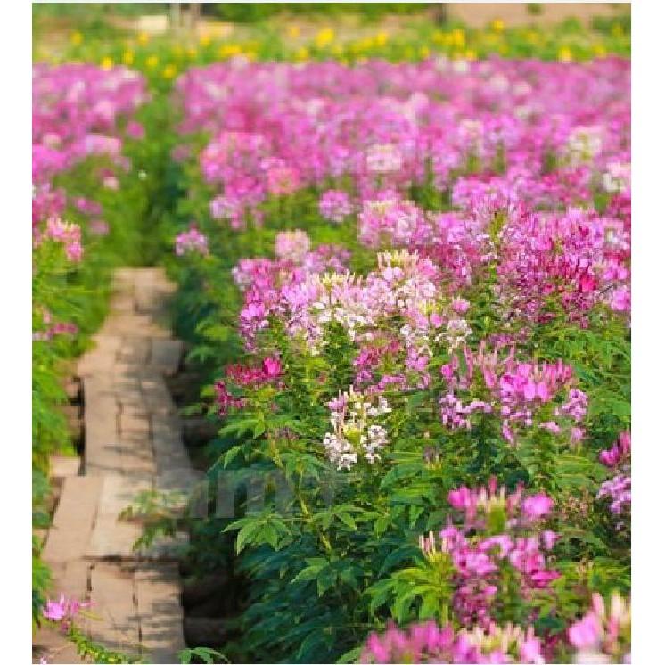 Hạt giống hoa Hồng Ri  Mix  nhiều màu - 30hạt/gói