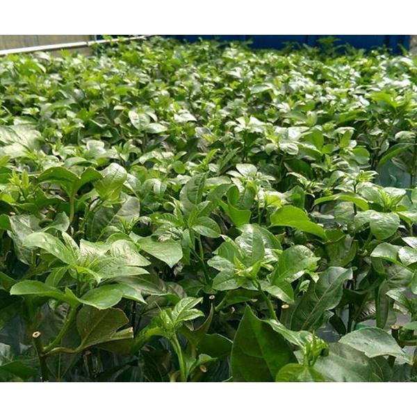 Cây giống Chanh Dây Thái Lan .