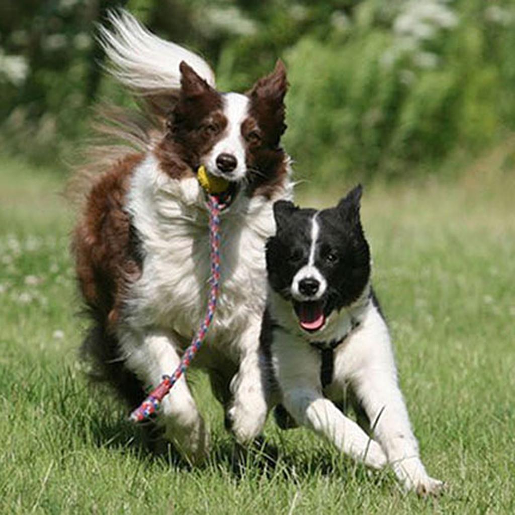 Foam Ball Pet Dog Training Toy Ball with Rope