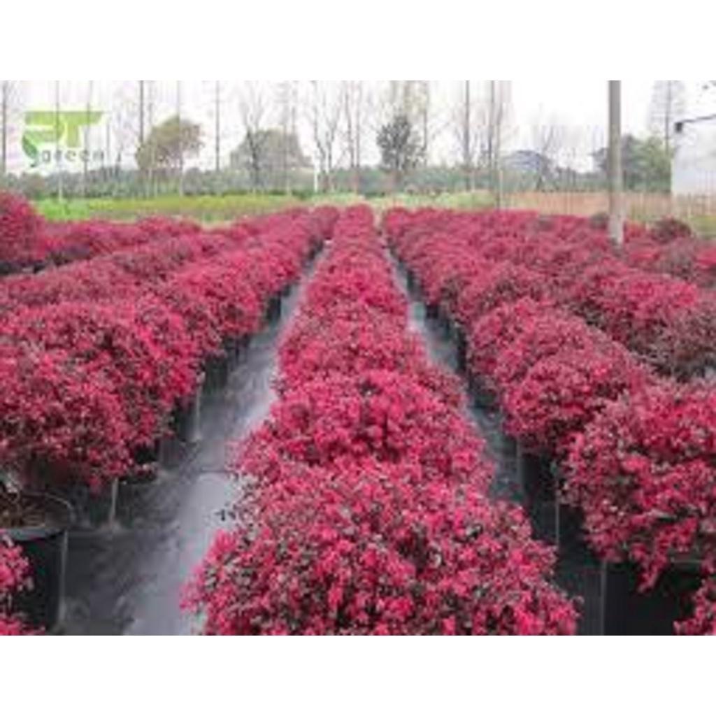 CÂY HồNG PHỤNG  ( CHẬU TO KHỔNG LỒ NHƯ HÌNH ] *