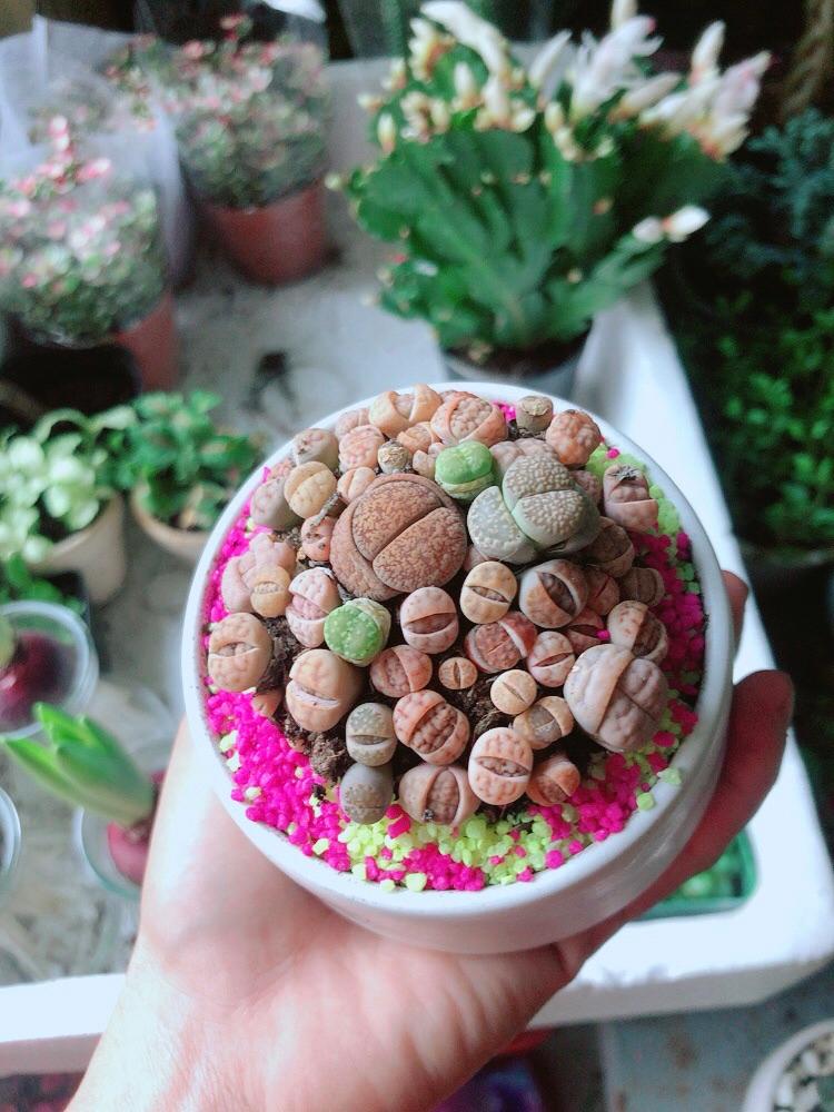 Chậu Cây Thạch Lan- Hoa Sỏi