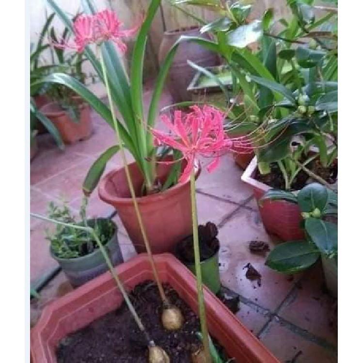 Combo 3 giống hoa bỉ ngạn hoa màu hồng