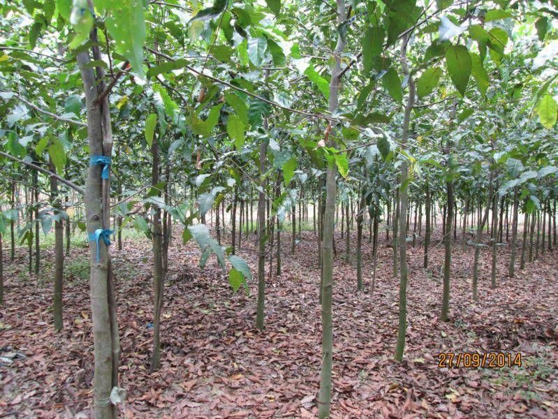 Cây gỗ sao đen giống