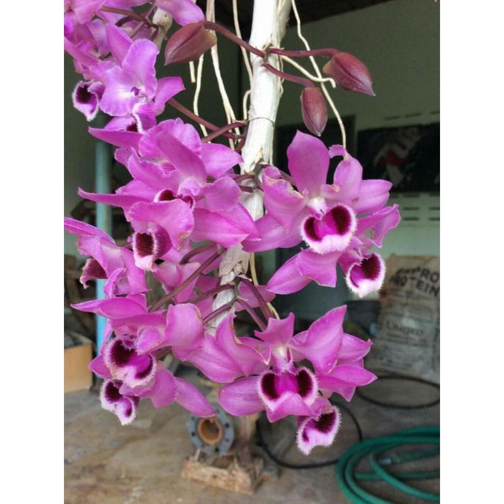 Sản Phẩm hoa phong lan phi điệp tím thái