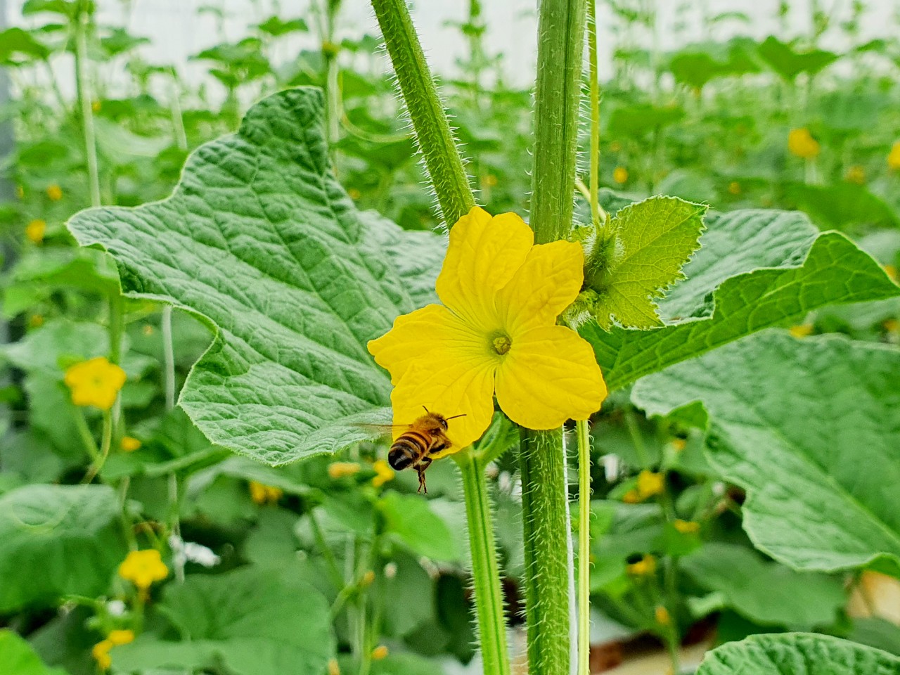 Dưa lưới đạm cá - 1 quả 1,2 kg - 1,4 kg