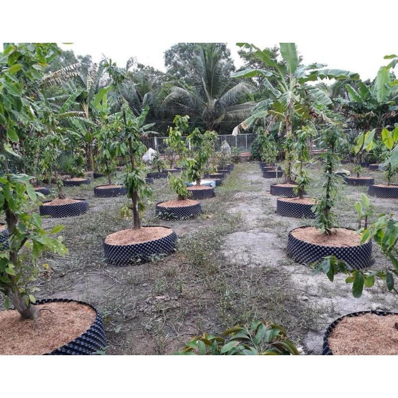Bầu ươm v6 30cm 1 cuộn dài 50m dày 0.7mm