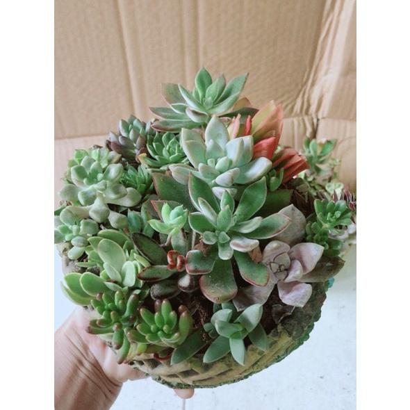 Chậu Sen Đá Tiểu Cảnh