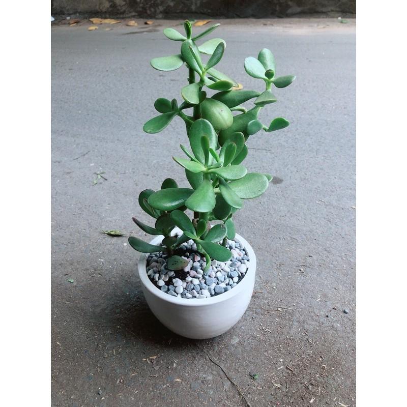 Chậu Cây Ngọc Bích