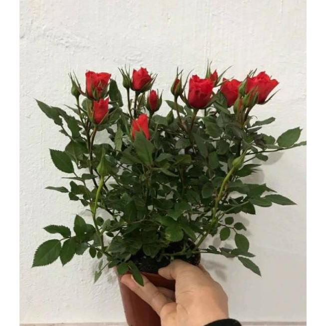 Combo 04 Cây Giống Hoa Hồng Gốc Rễ Trần