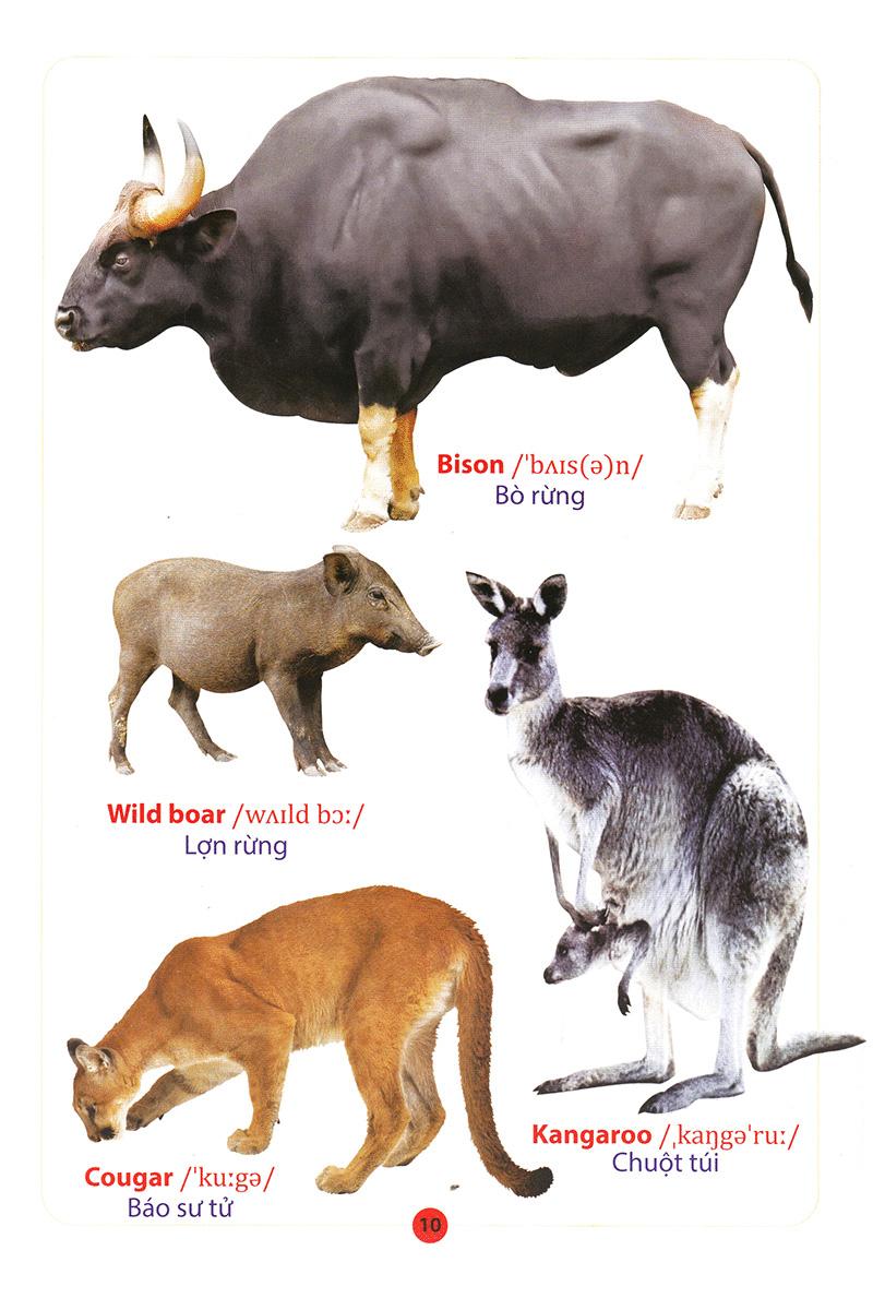 Từ Điển Anh - Việt Bằng Hình: Động Vật (Dành Cho Trẻ Từ 2 - 6 Tuổi)