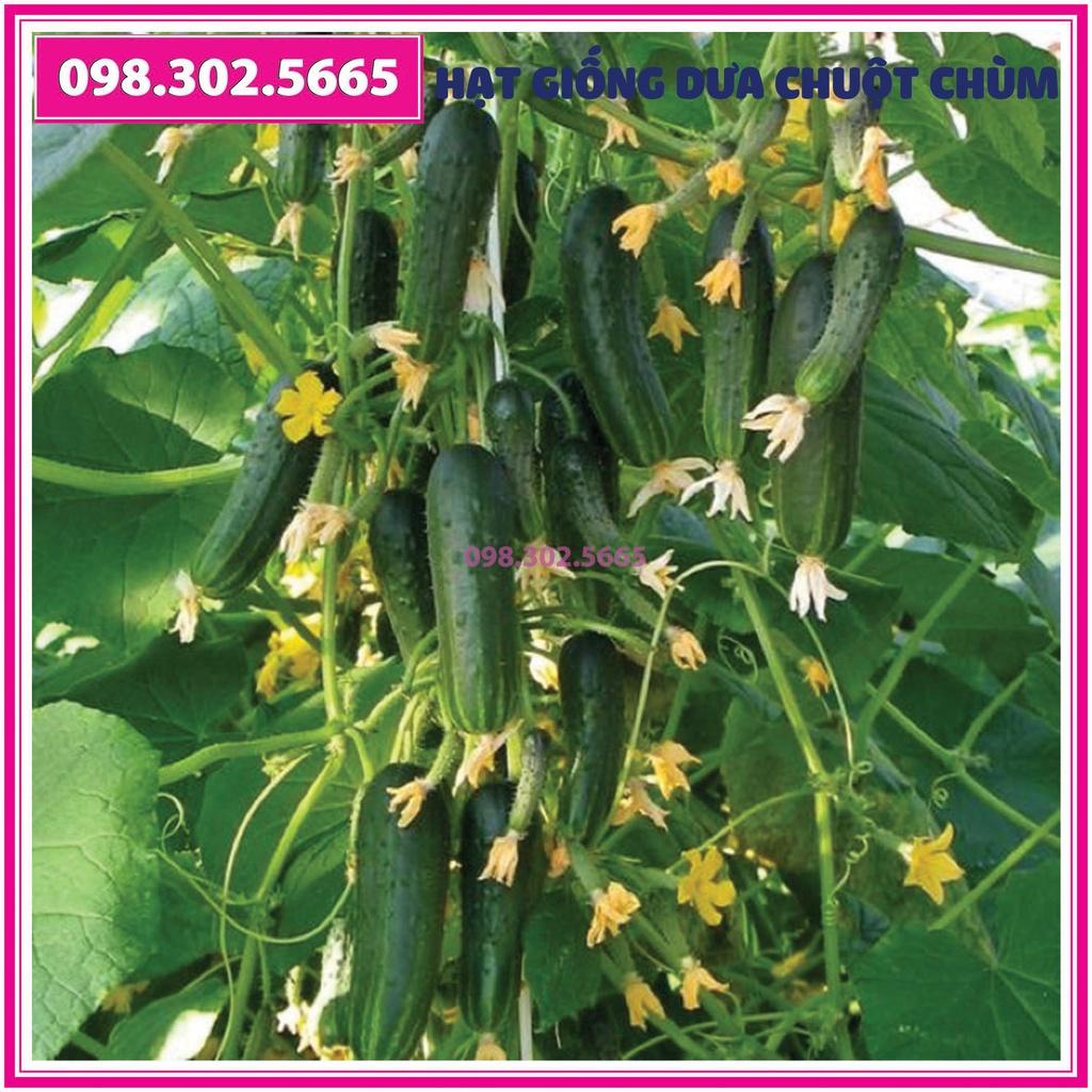 10 gói Hạt giống dưa chuột chùm - gói 0,5 gam - dưa chuột bao tử F1 - Dưa leo chùm