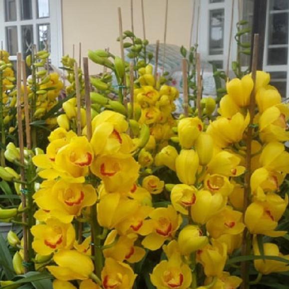 Bộ 2 Củ giống hoa địa lan santo màu vàng