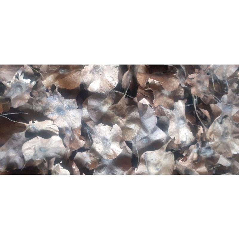 100gram giáng hương giống