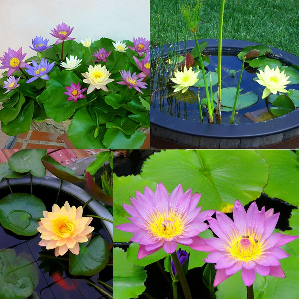 Hạt giống Hoa Súng thái lan, hoa Súng mini nhiều màu nảy mầm cao waterlily seeds - not lotus
