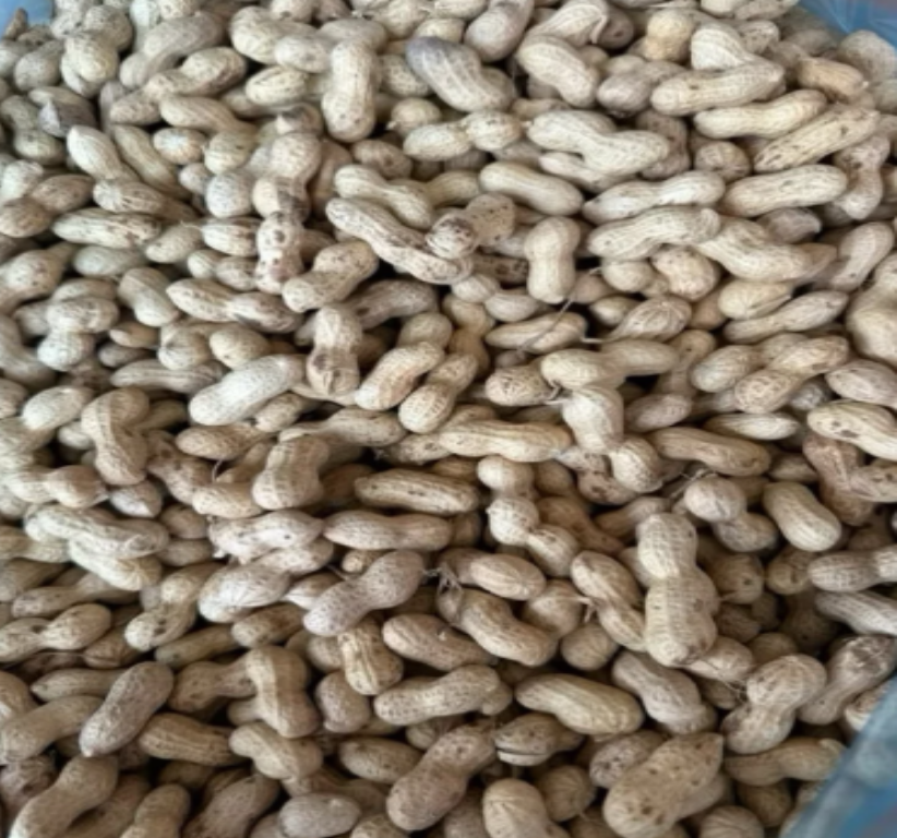 HẠT ĐẬU PHỘNG (LẠC) KHÔ,SẠCH DÙNG CHO CÁC DÒNG VẸT SIZE TO ĂN, RẤT BỔ DƯỠNG