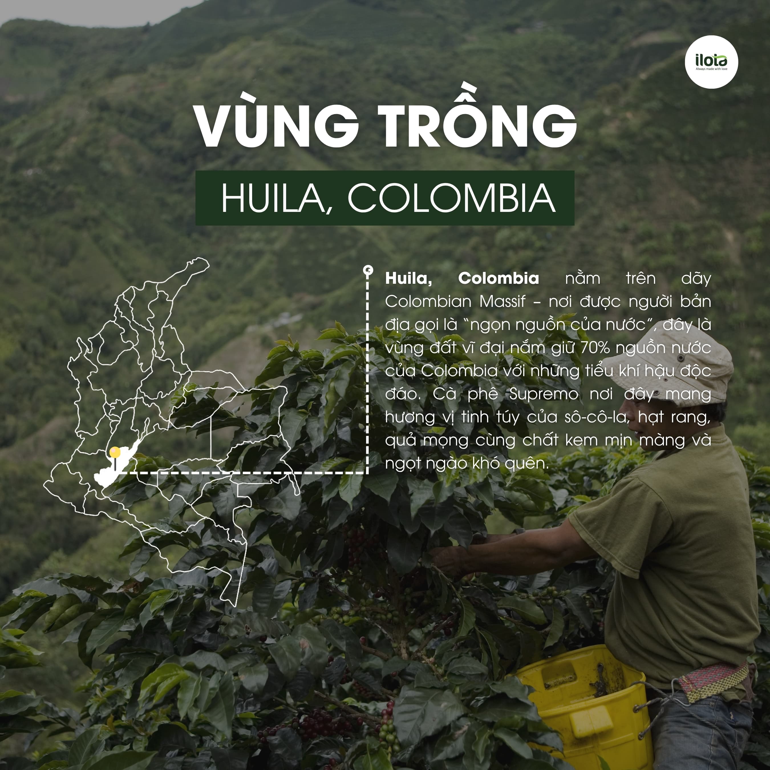 Cà phê Colombia Huila Supremo ILOTA Rang Mộc 250g