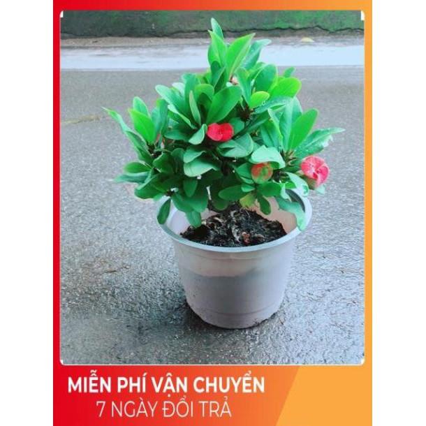 Xương Rồng Bát Tiên