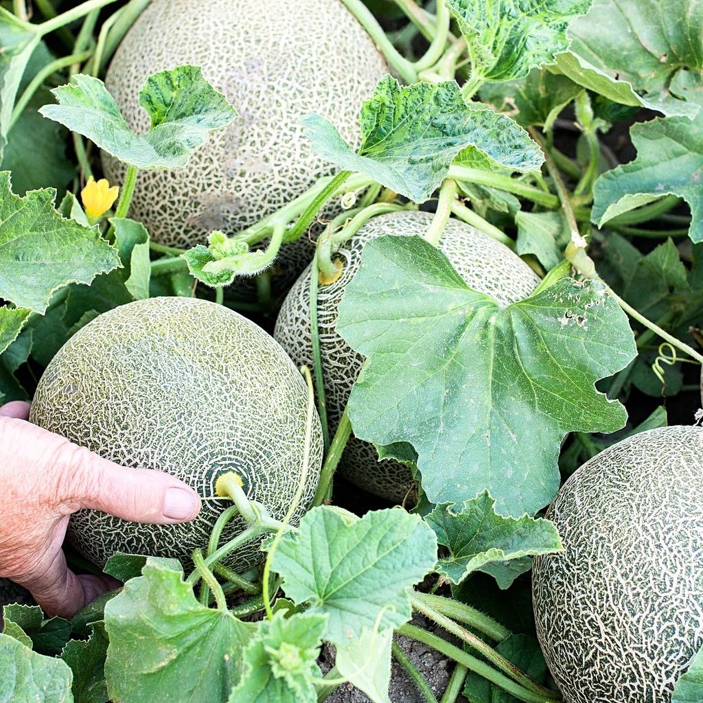 Hạt giống Dưa Lưới gói 10 hạt - Trồng quanh năm