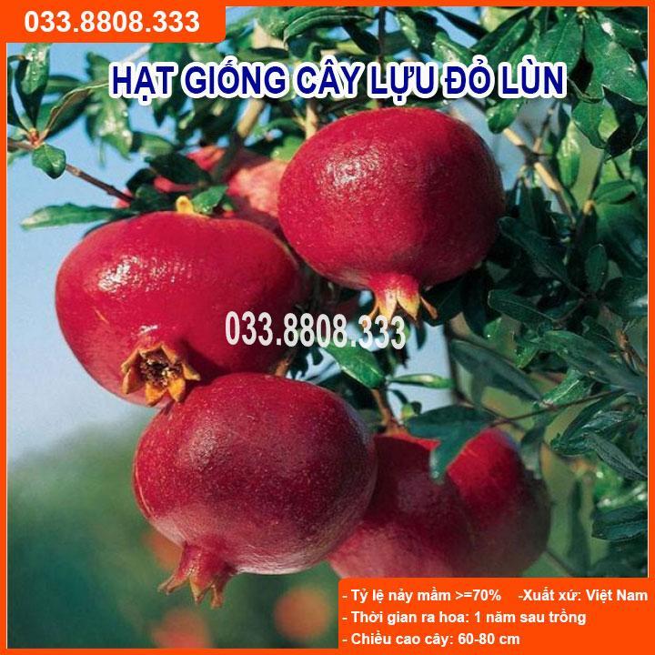 HẠT GIỐNG CÂY LỰU LÙN ĐỎ - GIỐNG CỰC CHUẨN