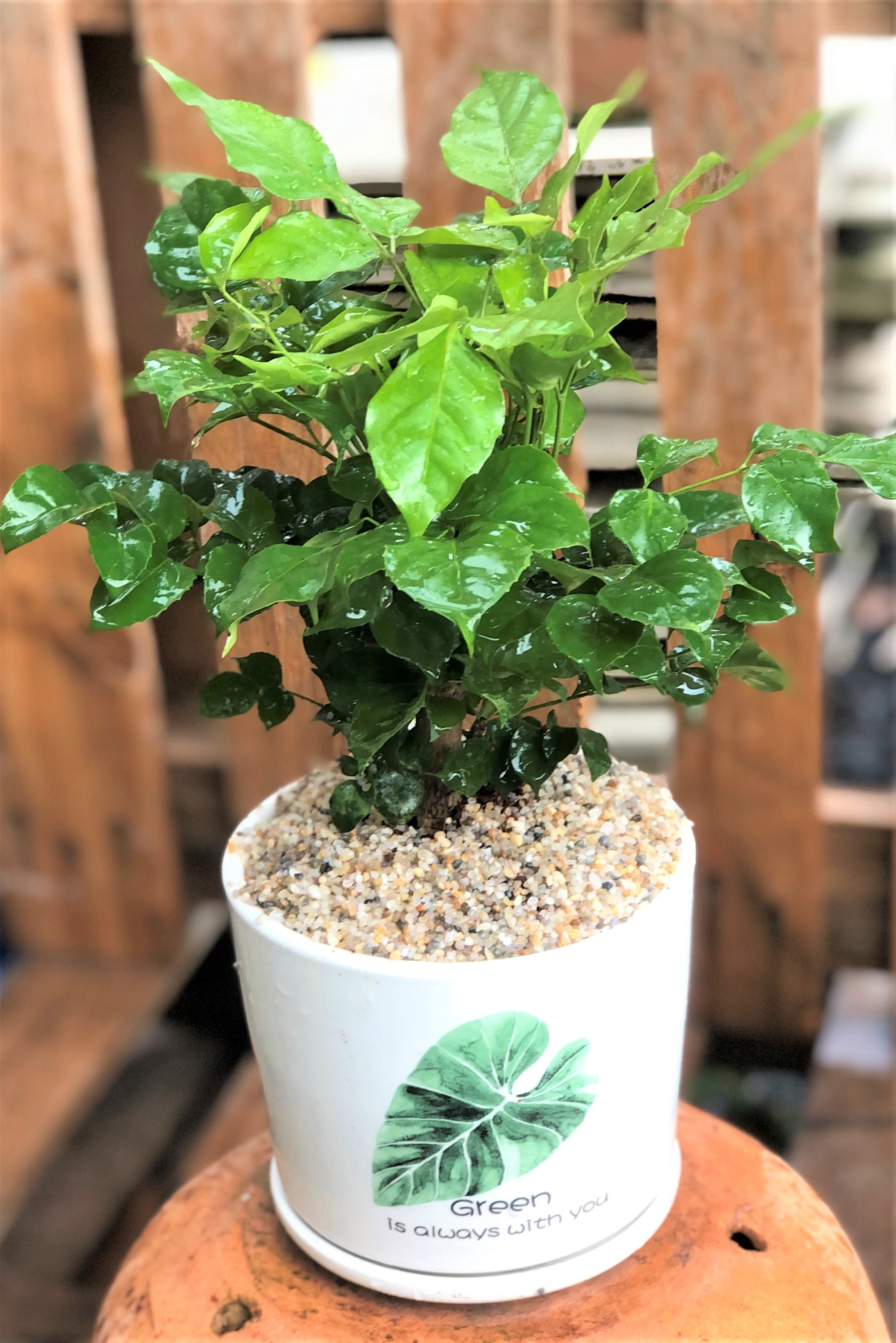 Chậu sứ cây hạnh phúc để bàn tặng kèm đá trang trí