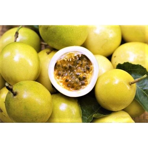 Cây giống CHANH LEO VÀNG HƯƠNG ỔI MỘC CHÂU