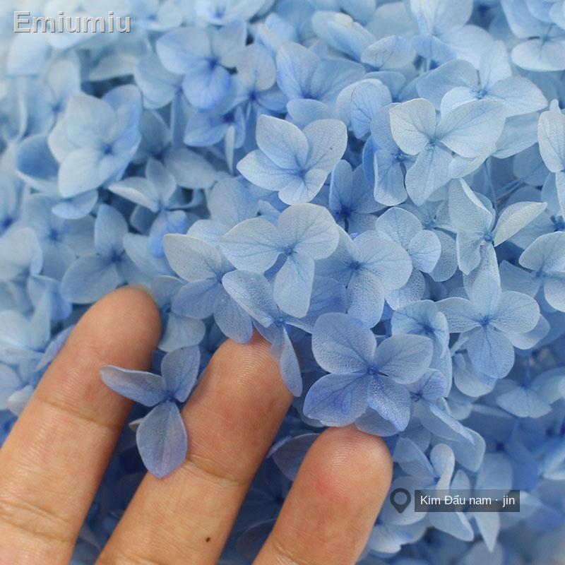 ☋▨☏Hoa vĩnh cửu, hoa khô, cẩm tú cầu
