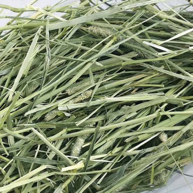 Túi 500 gr Cỏ Timothy cho thỏ , bọ ú , chuột lang ...