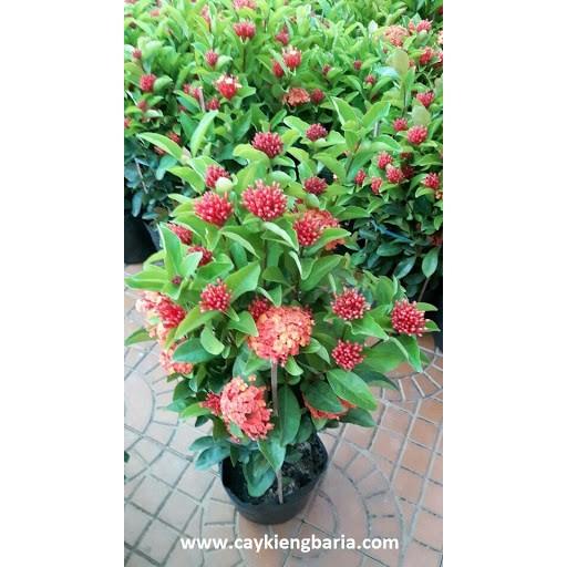 Hoa mẫu đơn đỏ hồng mỹ -bầu cây lớn đang hoa