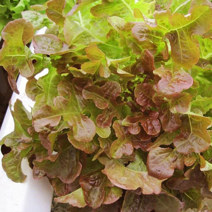 Hạt giống rau xà lách sồi đỏ OAKLEAF - Gói 2gram