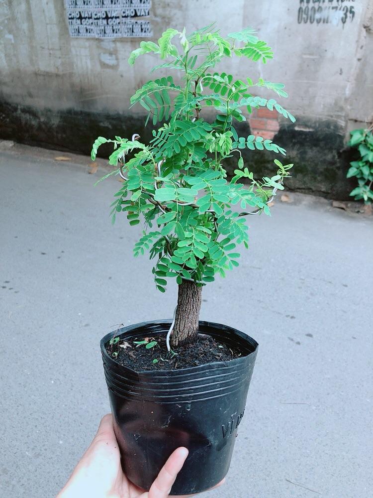 Cây Me Bonsai